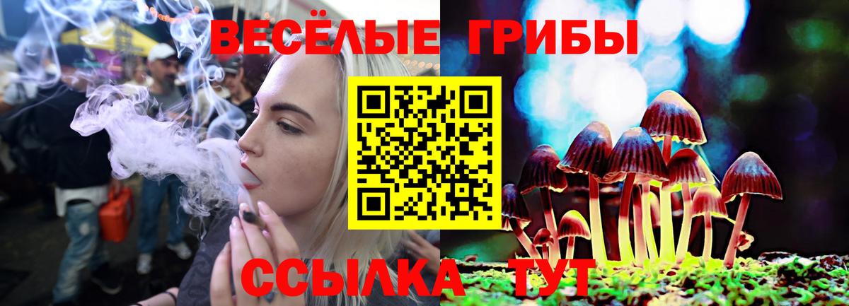 Калининград  как найти   Вход с VPN  Псилоцибиновые грибы Psilocybine cubensis 